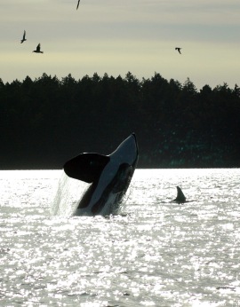 orcas_05