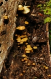 mushrooms_01